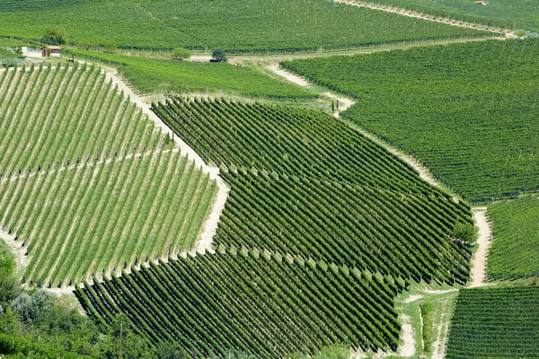 晴れた日に丘の上の緑のブドウ園バック グラウンド — ストック写真