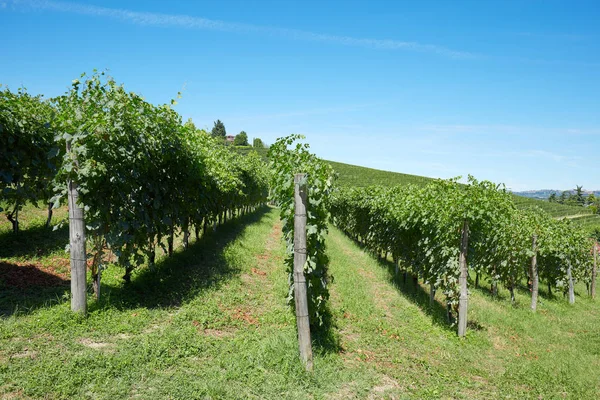 Viñedos Verdes Cielo Azul Soleado Día Verano —  Fotos de Stock