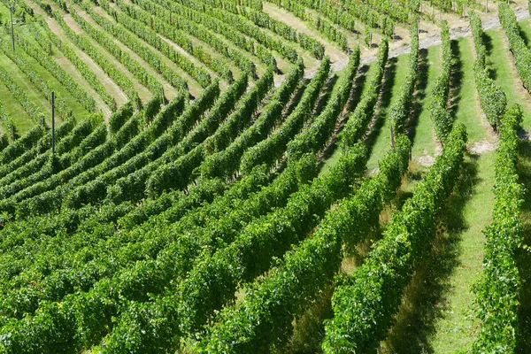 Viñedos Verdes Vista Ángulo Alto Día Soleado Verano — Foto de Stock