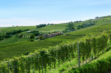 Bir güneşli yaz günü yeşil üzüm bağları İtalya