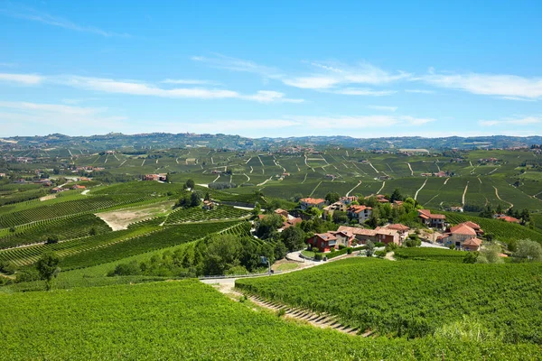 Zöld szőlő, Langhe hegyek Olaszországban Piemont süt a nap — Stock Fotó
