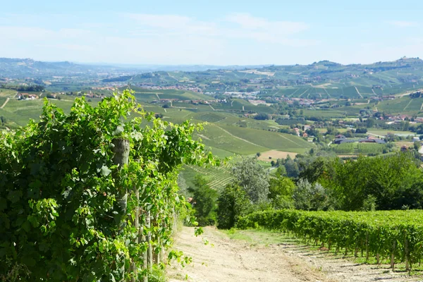 Zöld szőlő és a szőlőnövény egy napsütéses napon, Olaszország — Stock Fotó