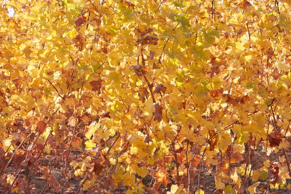 Víno žluté a hnědé listy texturu pozadí v slunečný podzim — Stock fotografie