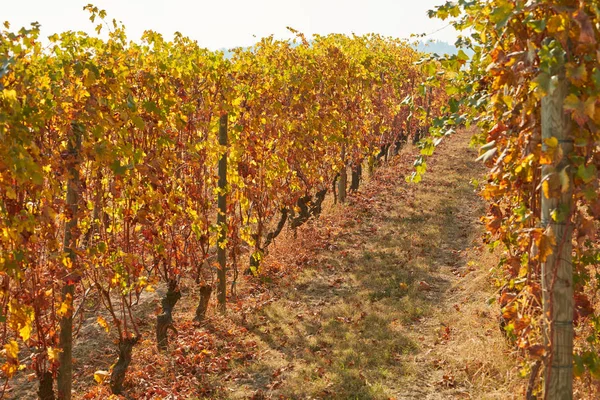 Camino del viñedo en otoño con hojas amarillas y marrones — Foto de Stock