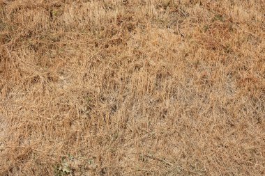 Kurutulmuş ot doku arka planda güneşli bir gün