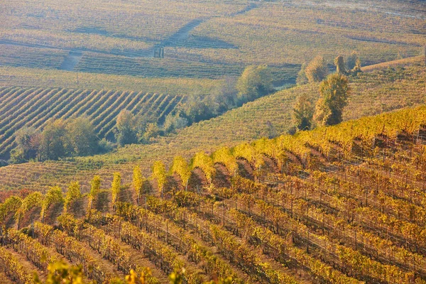 Vigneto e colline in autunno con foglie gialle e marroni in Italia — Foto Stock