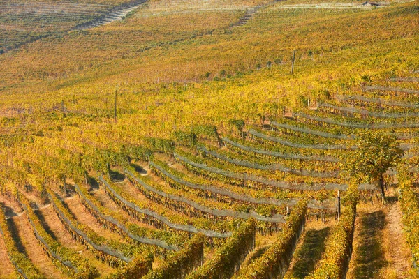 Vinhedo no outono com folhas amarelas e verdes e árvore — Fotografia de Stock