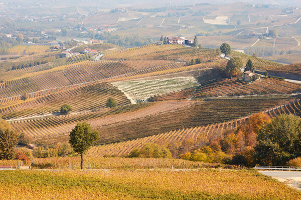 Vineyards in autumn and hills landscape in Barolo, Italy