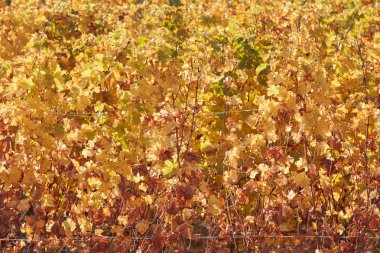 Asma sarı sonbaharda doku arka plan yaprakları, güneş ışığı