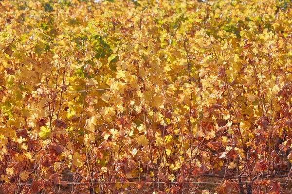 Viña hojas amarillas textura fondo en un día soleado de otoño — Foto de Stock