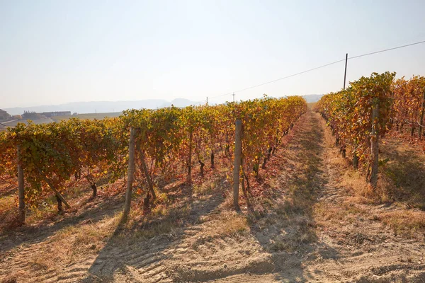 Viñedo en otoño con hojas marrones en un día soleado — Foto de Stock