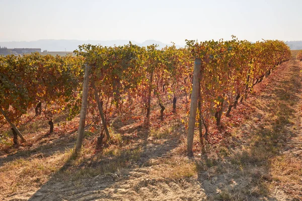 Vigneto in autunno con foglie gialle, marroni e rosse — Foto Stock