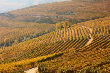 Sarı ve kahverengi yaprakları ve sonbahar yolunda İtalya ile üzüm bağları