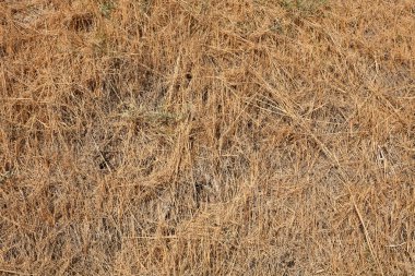 Yukarıdan yaz aylarında Kurutulmuş bej çim doku arka plan