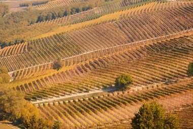 Güneşli bir günde kahverengi yapraklar ve ağaçlar ile sonbahar üzüm bağları  