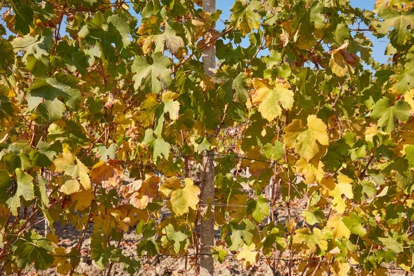 葡萄树 绿色和黄色的叶子纹理背景在一个阳光明媚的秋日 — 图库照片