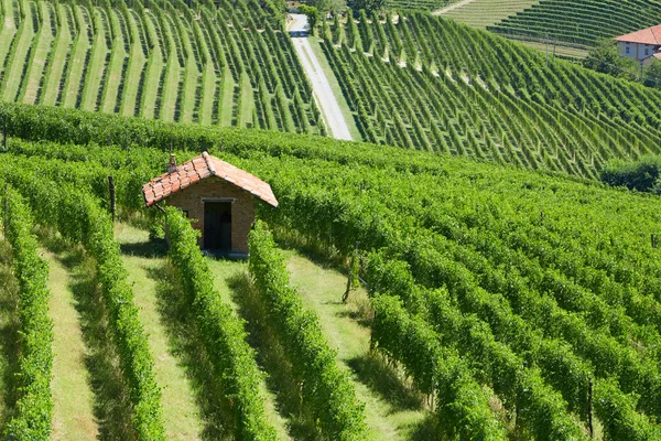 Barolo Olaszország Augusztus Zöld Vidék Szőlőültetvények Szerszámos Fészer Piemont Ban — Stock Fotó