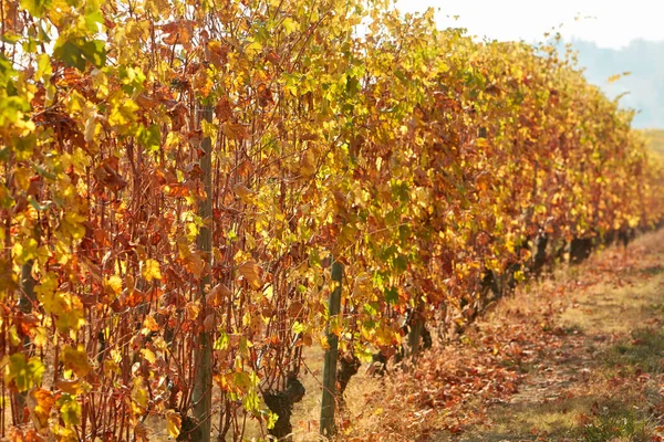 Viñedo Otoño Con Hojas Amarillas Día Soleado — Foto de Stock