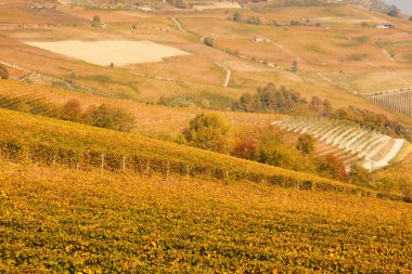 Üzüm bağları ve tepelerde sarı ve kahverengi ile sonbahar yaprakları güneşli bir günde  