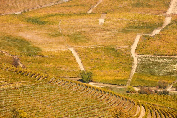 Colline con vigneti in autunno con foglie gialle in una giornata di sole — Foto Stock