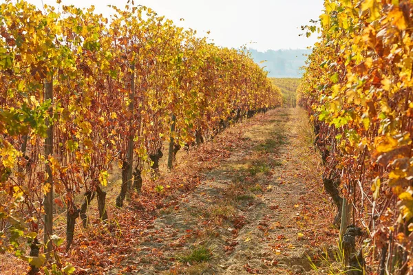 Vigneto, sentiero tra due filari di vite in autunno con foglie gialle — Foto Stock