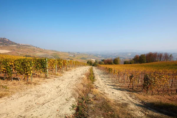 Viñedos en otoño con hojas amarillas en un día soleado y frontera — Foto de Stock