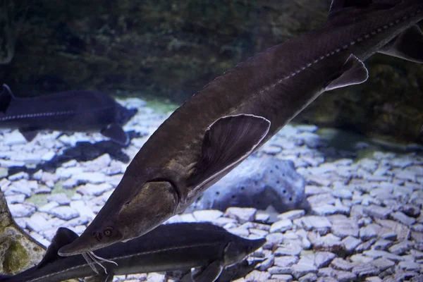 Ryby jesiotra w akwarium — Zdjęcie stockowe