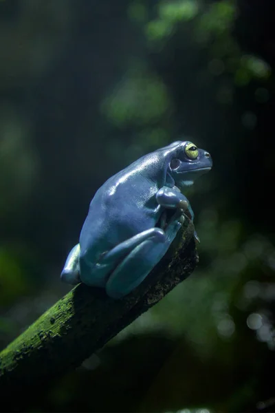 Litoria Caerulea, blue australian tree frog in nature — Stock Photo, Image