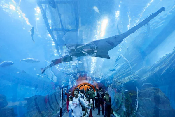 Dubai United Arab Emirates November 2019 Dubai Aquarium Tunnel People — Stock Photo, Image