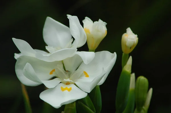 Dietes robinsoniana ou Iris robinsoniana, botões e flor contra um fundo preto — Fotografia de Stock