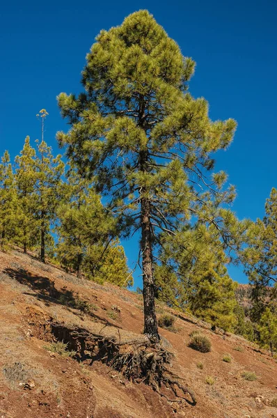 Pinus Canariensis på Teneriffa, Kanarieöarna — Stockfoto