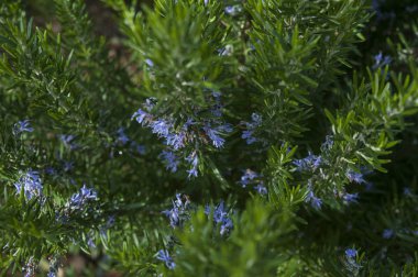 Rosmarinus officinalis veya biberiye bilinen