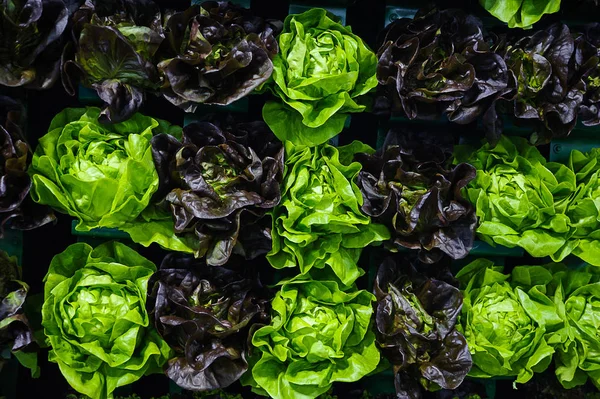 Lebensmittel Hintergrund - verschiedene Sorten von Salat Wanddisplay — Stockfoto
