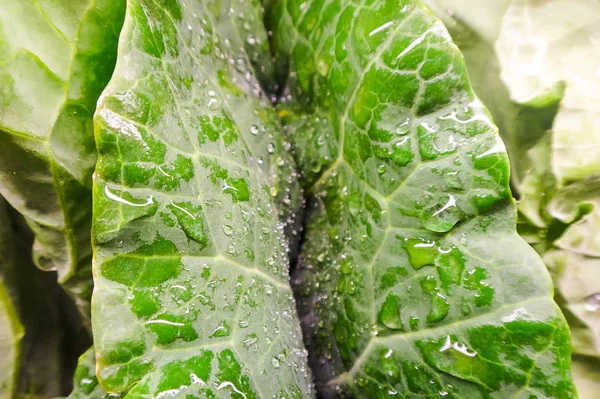 Frisches Blattgemüse mit Wassertröpfchen — Stockfoto