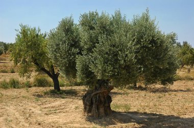 eski zeytin ağacı