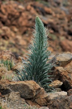 Echium wildpretii veya Tajinaste Rojo bitki