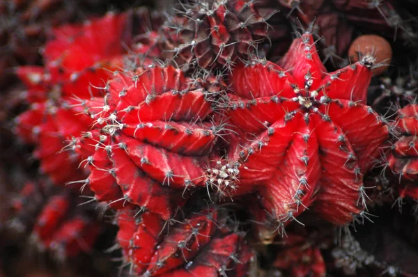 Bizarro, Gymnocalycium cactus com aparência alienígena — Fotografia de Stock