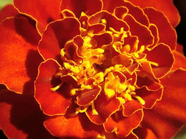 Horizontale Aufnahme Einer Französischen Ringelblume Auch Als Tagetes Patula Bekannt — Stockfoto