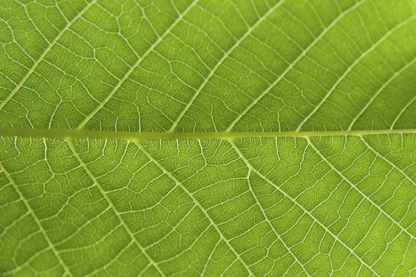 Streszczenie zbliżenie zielony liść tekstura tło — Zdjęcie stockowe