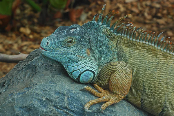 Iguana verde, um réptil exótico descansando sobre uma grande pedra em um habitat criado artificialmente — Fotografia de Stock