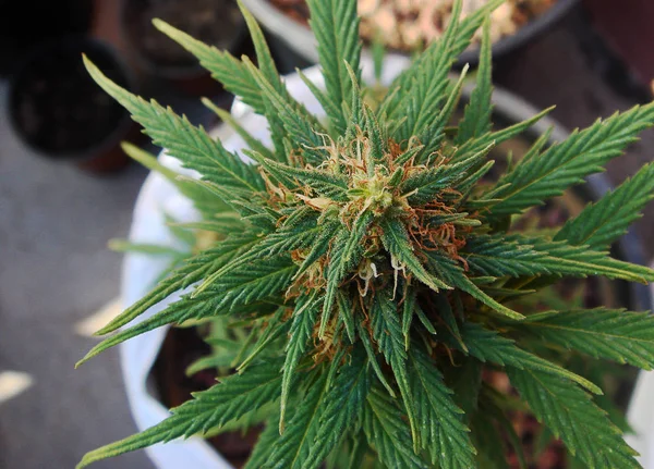 Primer plano desde arriba de la flor de marihuana en una olla blanca — Foto de Stock