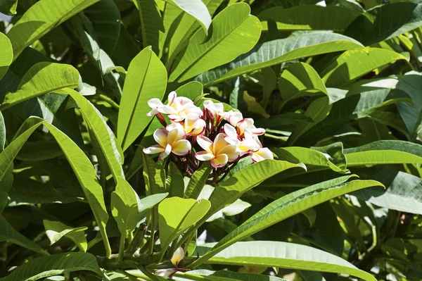 Fotografia Horizontal Aglomerado Flores Exóticas Frangipani Plumeria Centradas Contra Sua — Fotografia de Stock