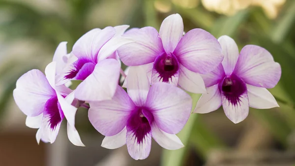 Orquídea dendrobium, flor exótica, crescendo em climas tropicais ou subtropicais — Fotografia de Stock