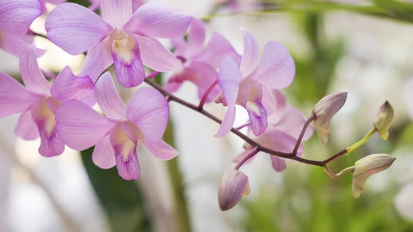 Orquídea dendrobium rosa pálida clássica, planta exótica, encontrada em climas tropicais ou subtropicais — Fotografia de Stock