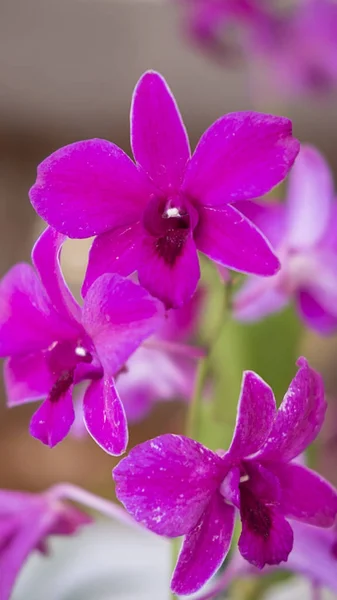 Spathoglottis plicata ou grande orquídea roxa, planta exótica, encontrada em climas tropicais ou subtropicais — Fotografia de Stock