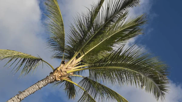 O przekątnej widoku drzewa wysokie palmy kokosowe, przeciw jasne niebo niebieski — Zdjęcie stockowe