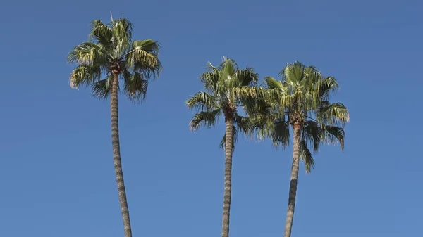 Tres palmeras exóticas cultivadas con grandes hojas de palmera perenne contra el cielo azul brillante en Los Ángeles, California, EE.UU. —  Fotos de Stock