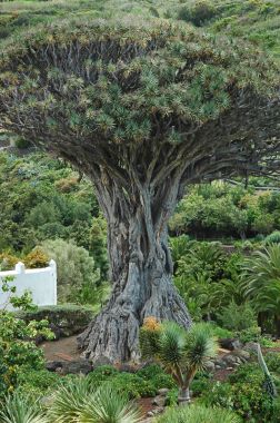 Ünlü Dracaena draco veya Drago Milenario, bulundu Tenerife, Kanarya Adaları, İspanya