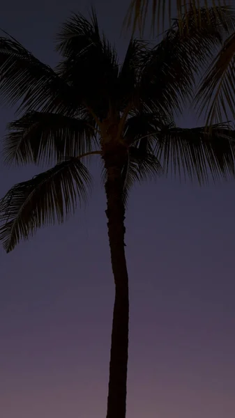 Tropikalne Niebo Wieczorem Sylwetki Upiorne Palmy Kokosowe Drzewo Honolulu Wyspa — Zdjęcie stockowe