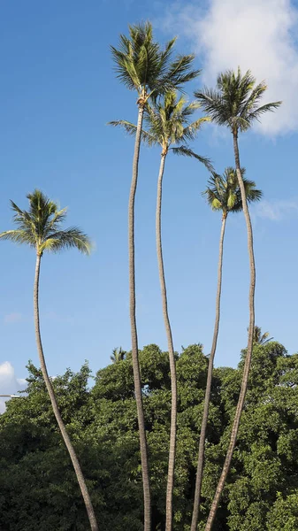 Pionowe Strzał Wysokie Palmy Kokosowe Waikiki Beach Honolulu Oahu Wyspa — Zdjęcie stockowe